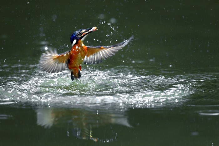 Common Kingfisher catches a fish mid-air