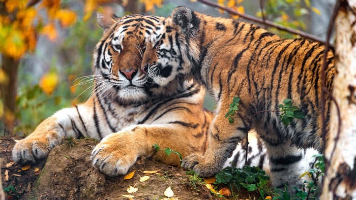 Two Tigers in Autumn Forest