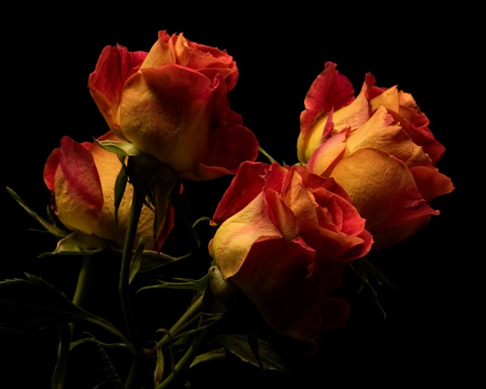 Four bicolor roses against a black background
