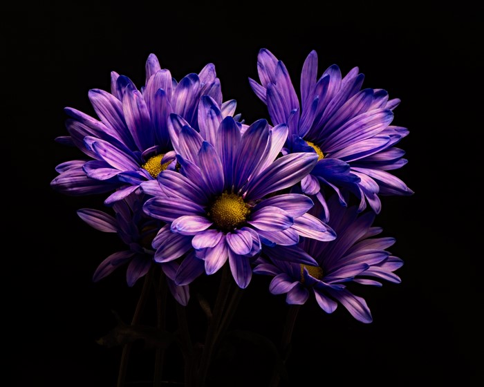 Purple Chrysanthemums on Black Background