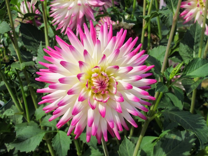 Closeup of a white and pink Dahlia flower