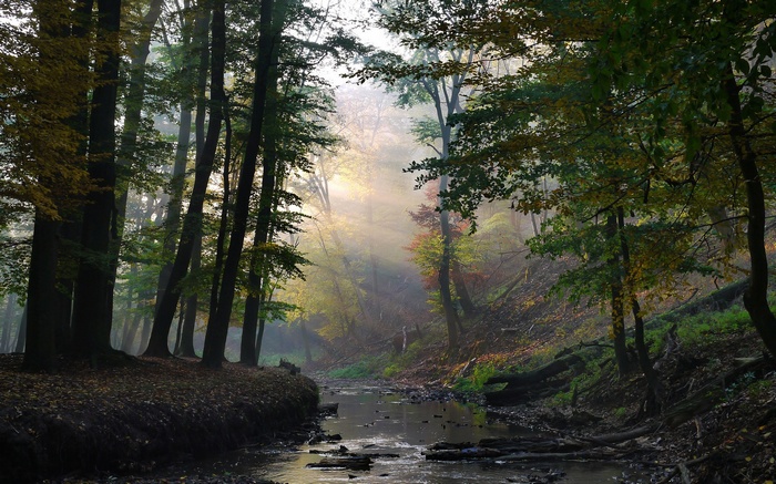 Misty forest with a stream and sunbeams
