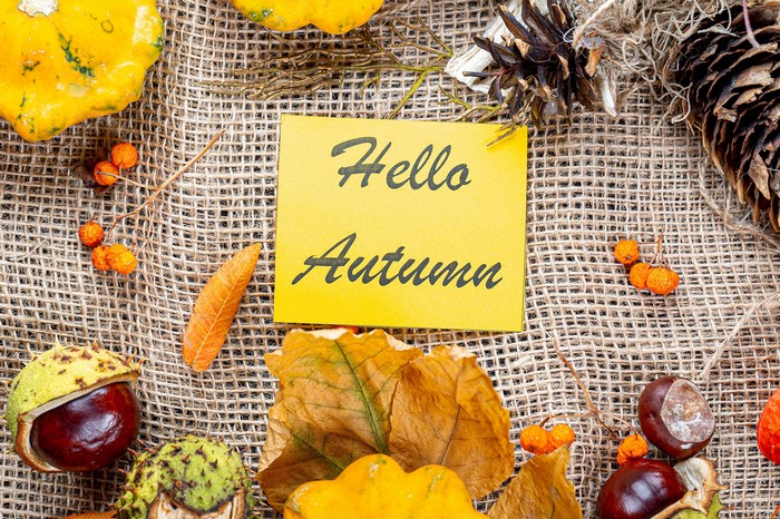 Autumn still life with pumpkins, pine cones, and leaves