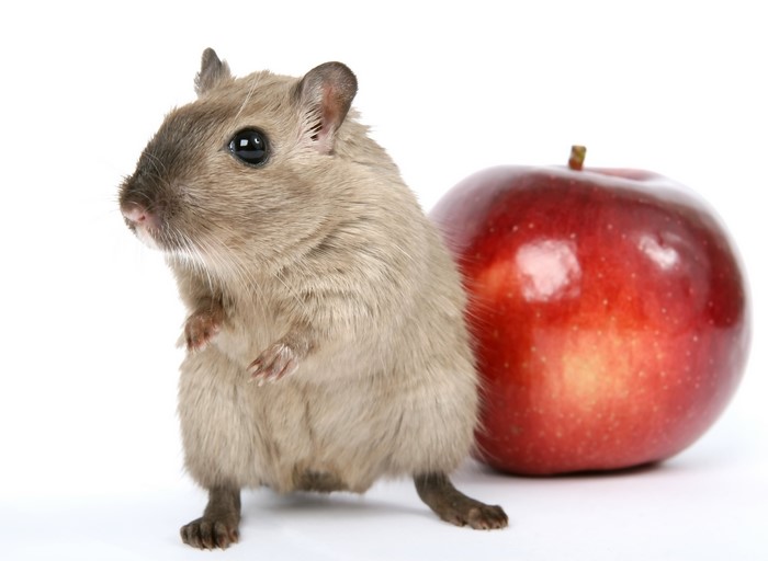 Gerbil and red apple on white background