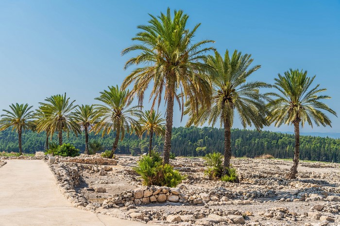 Palm trees at Tel Megiddo National Park, Israel