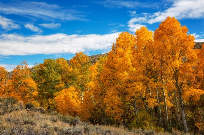 Autumn Aspen Trees in California Under Blue Sky