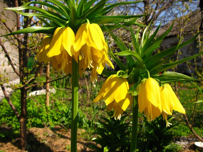 Yellow Fritillaria imperialis flowers in a garden