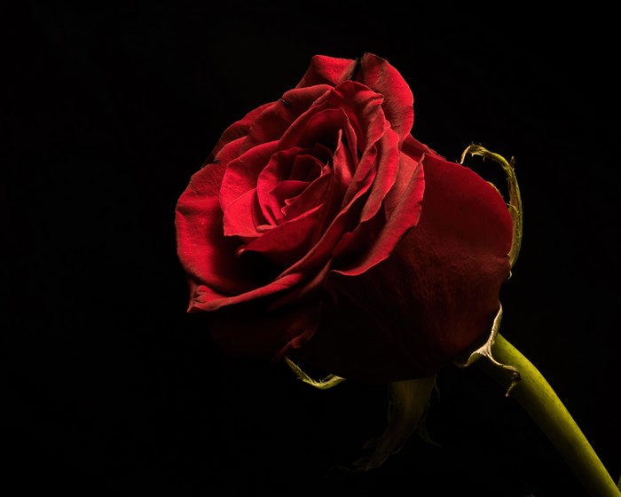 4K, 5K, Roses, Closeup, Black background, Wine color, HD Wallpaper ...