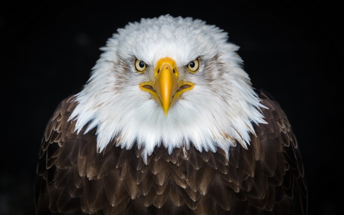 Bald Eagle on Black Background