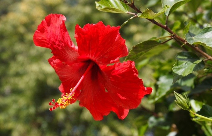 Red Hibiscus Flower