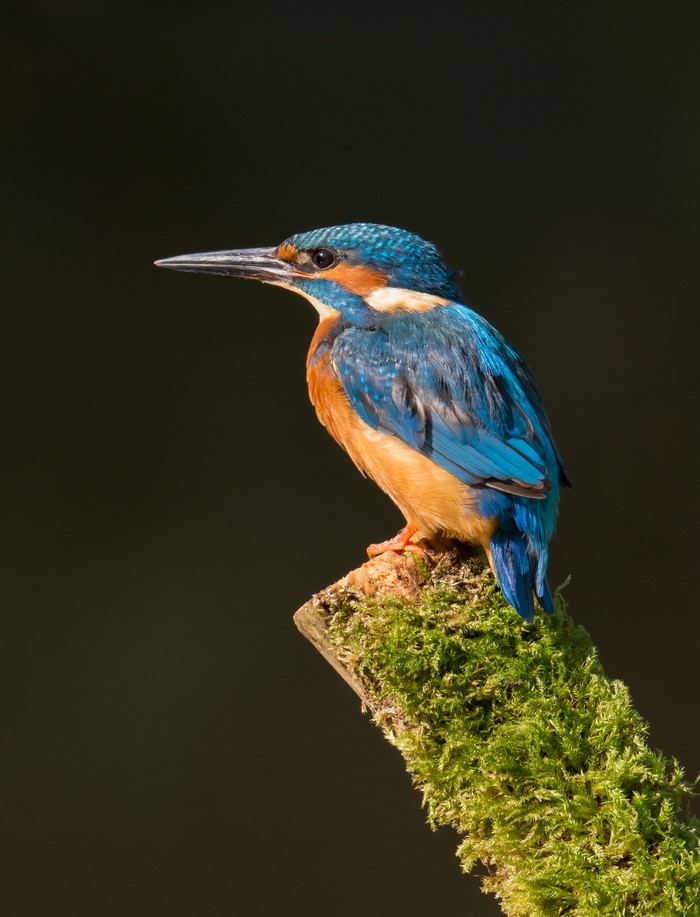 Common Kingfisher perched on mossy branch