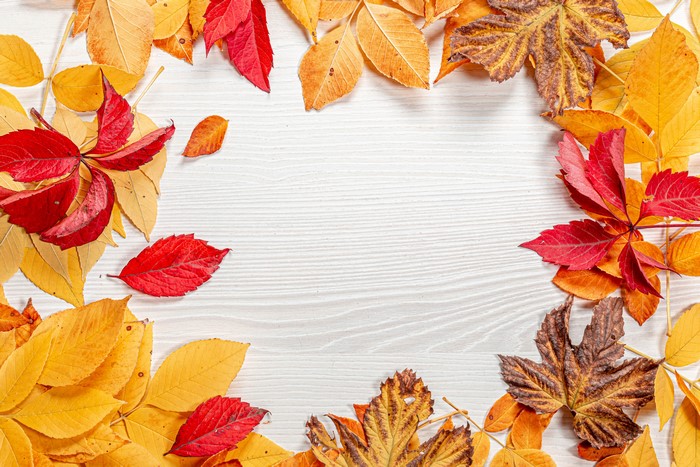 Autumn leaves on a white wooden background