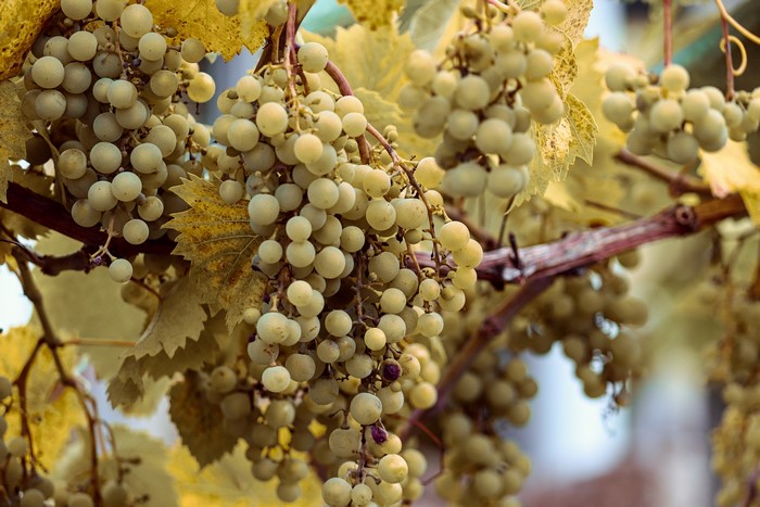 Grapes on branches