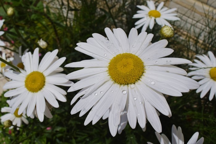 4K Closeup of Daisies with Water Drops