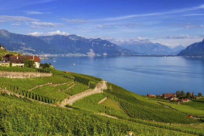 Lavaux region vineyards overlooking Lake Geneva, Switzerland