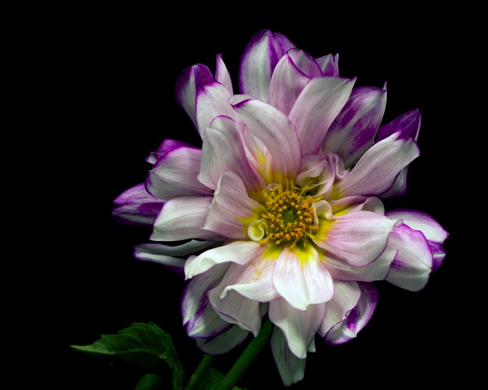 Dahlia flower with purple and white petals on black background