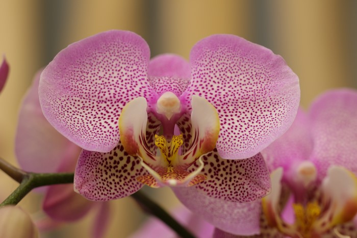 Close-up of a pink orchid with purple spots