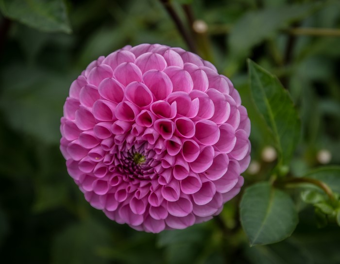 Pink Dahlia flower closeup