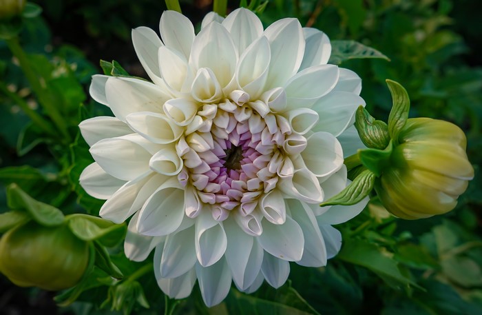 4K White Dahlias Closeup