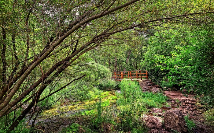 Wooden bridge over a stream in a forest