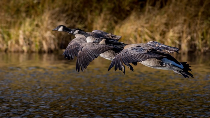 Four Canada Geese Flying Over Water