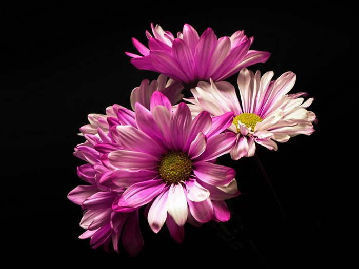 4K Chrysanthemums Closeup Black background