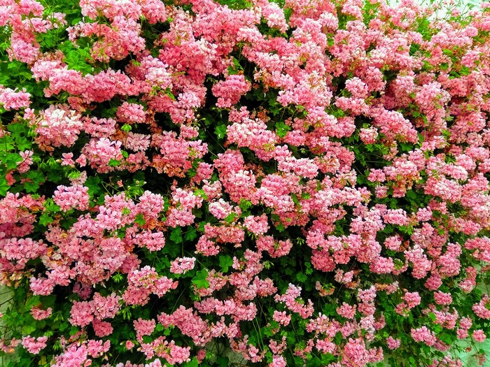 Abundant pink geranium flowers on a green bush