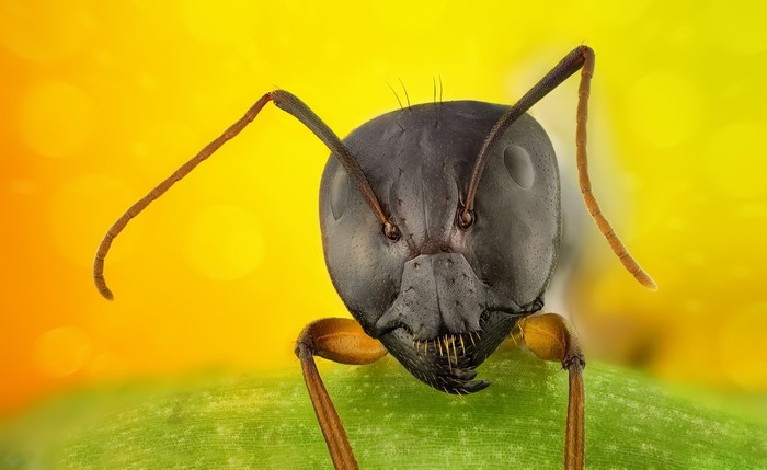 Extreme Macro of an Ant's Head