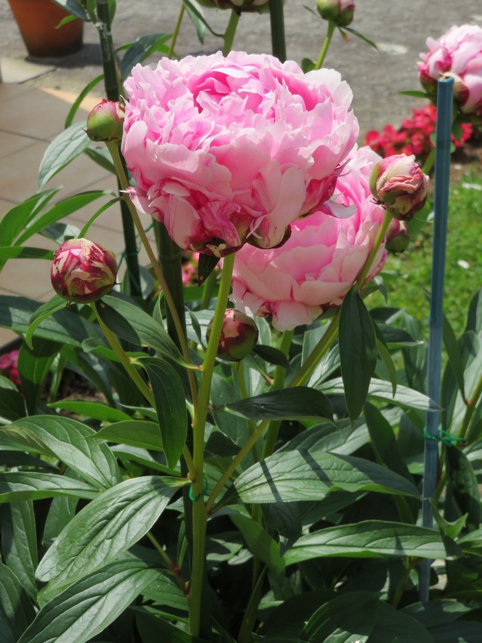 Pink Peony Flowers and Buds