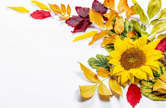 Autumn Foliage and Sunflower on White Background