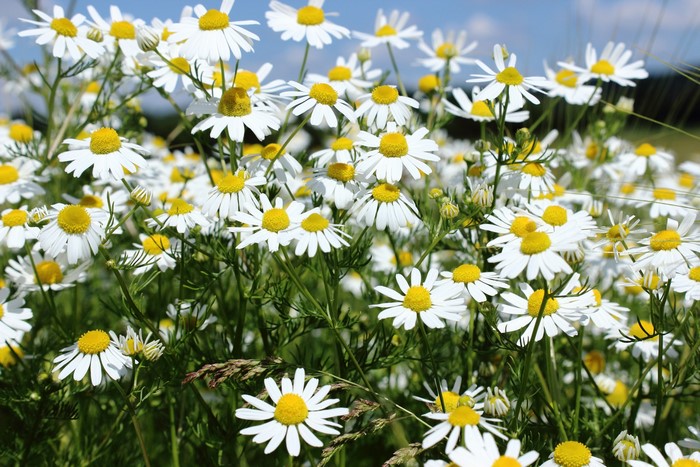 Field of Many White Camomile Flowers