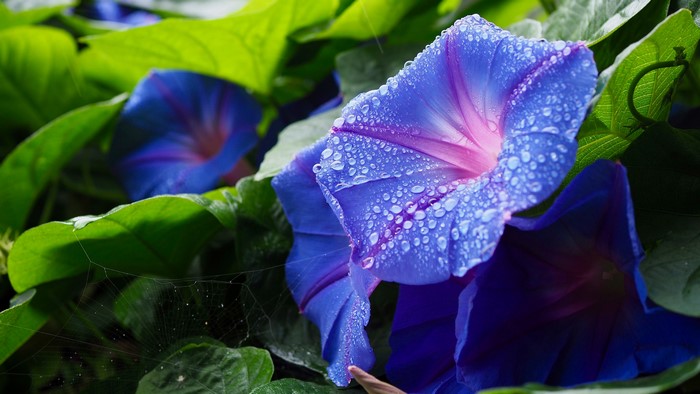 Blue Morning Glory flowers with water drops