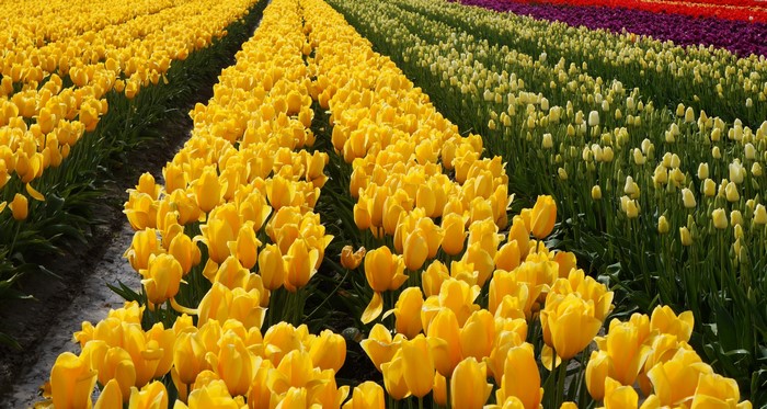 Rows of yellow tulips in a field