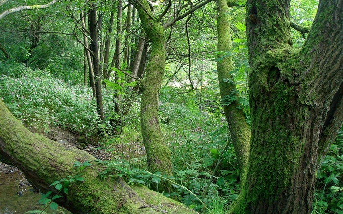 Moss-covered trees in a dense forest