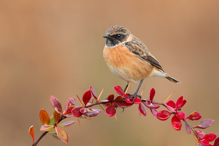 Male European Stonechat perched on a thorny branch