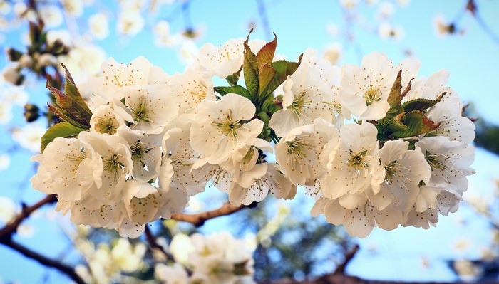 4K Spring Cherry Blossoms on Branches