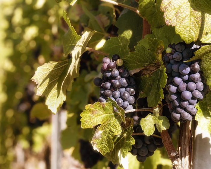 Grapes on Branches with Foliage