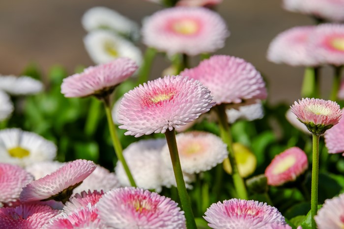 4K Close-up of Pink and White Bellis Flowers