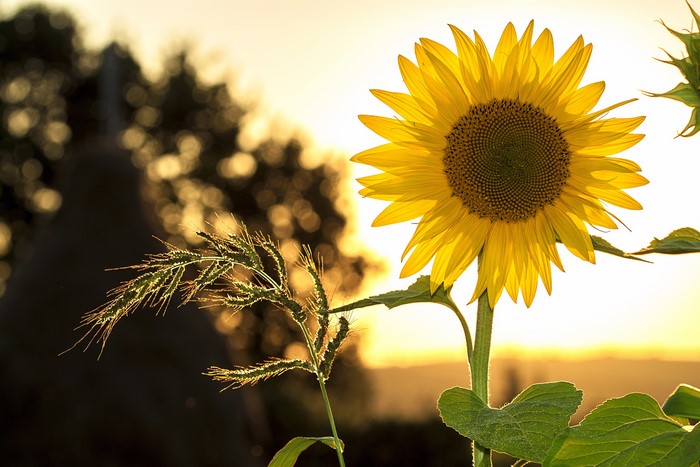 4K Sunflower and Grass with Bokeh