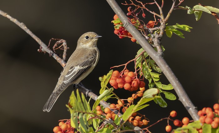 Female European pied flycatcher perched on a branch with berries