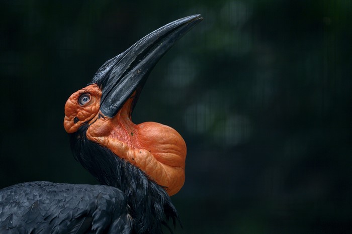 Southern Ground Hornbill bird with large beak