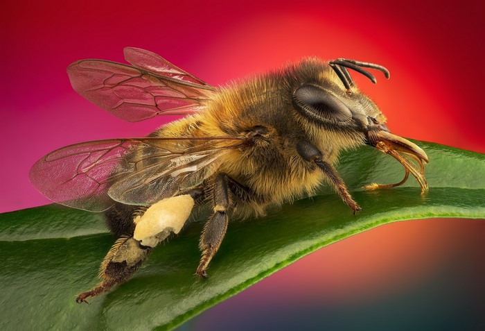 Close-up of a bee with pollen on its leg