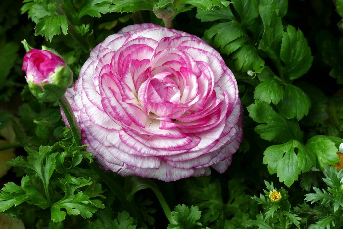 Ranunculus Closeup Flower Bud Hd Wallpaper Rare Gallery