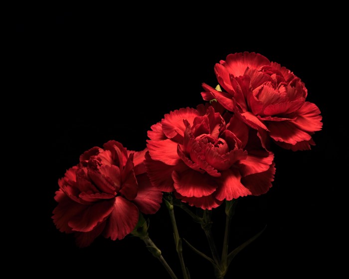 Vibrant Red Carnations on Black Background 4K