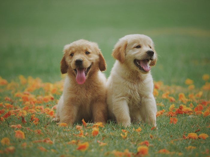 Two Golden Retriever puppies sitting in grass with orange flowers