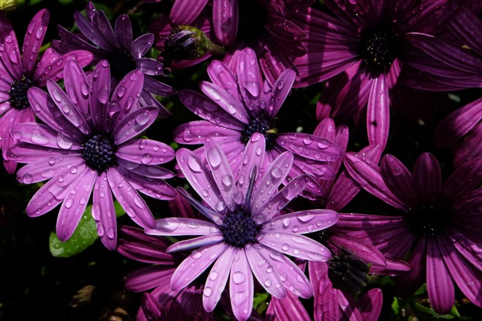 Purple Osteospermum flowers with water drops