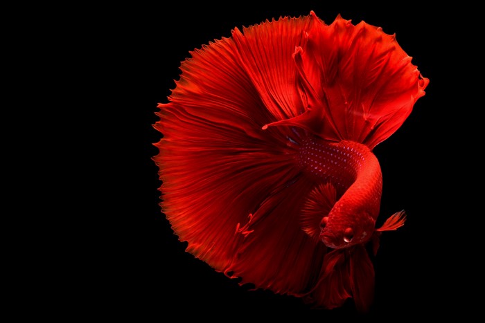 4K Red Siamese fighting fish closeup