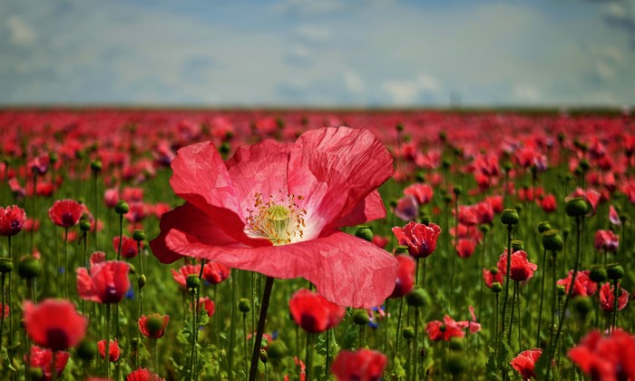 Field of Red Poppies with Blue Sky