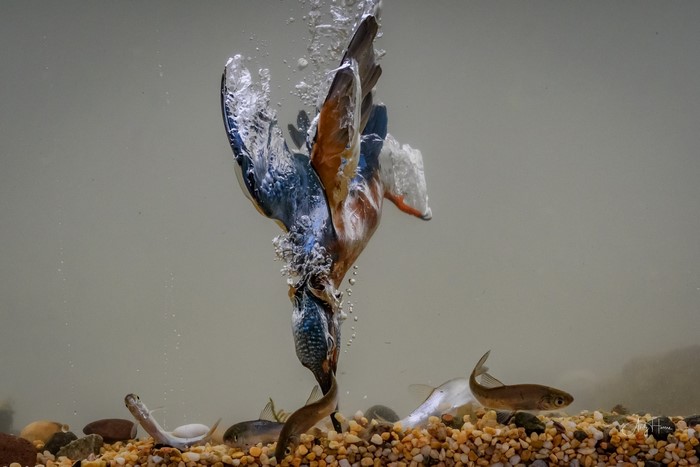 Kingfisher diving underwater to catch fish