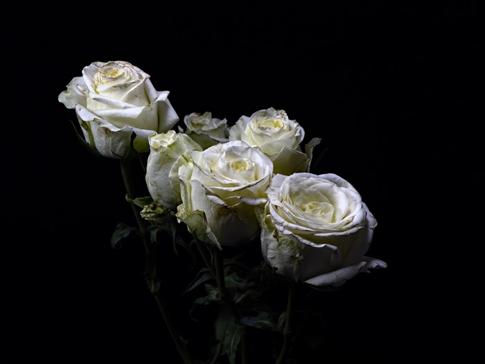 White Roses on Black Background
